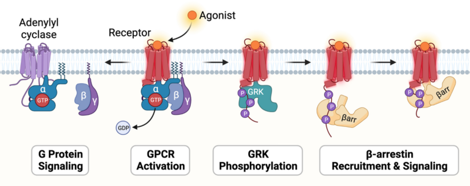 GABA細(xì)胞篩選模型