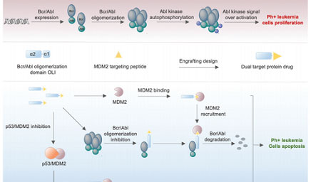 科佰Bcr-AbL激酶細(xì)胞模型
