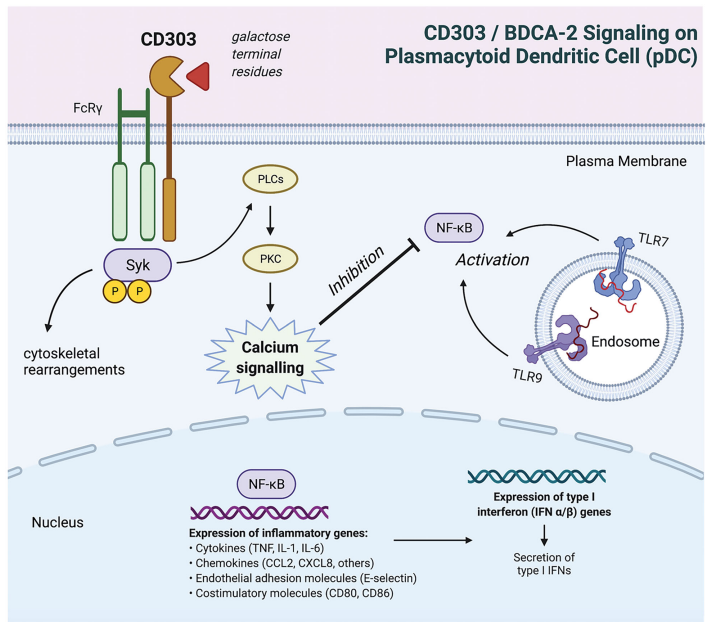 BDCA2細胞篩選模型