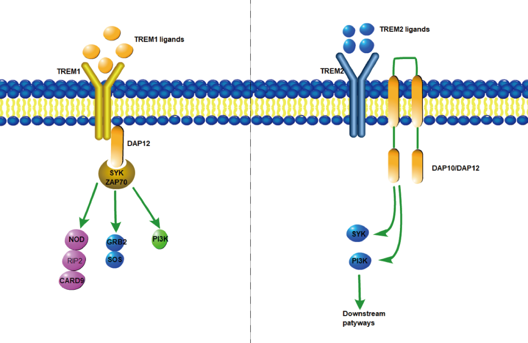 阿爾茨海默癥？癌癥？-靶點TREM