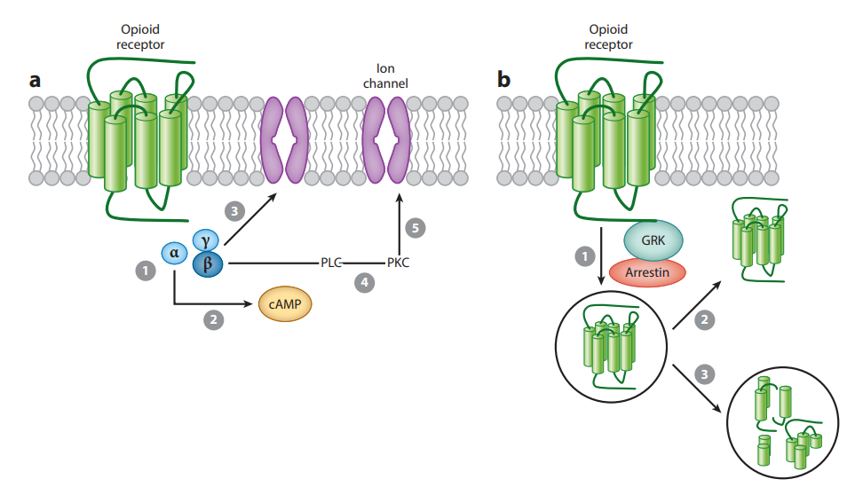 OPR細(xì)胞篩選模型
