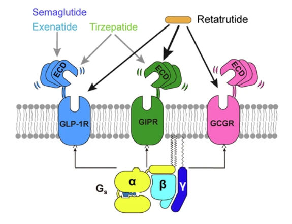 GLP-1R、GCGR、GIPR多靶點激動劑與代謝疾病